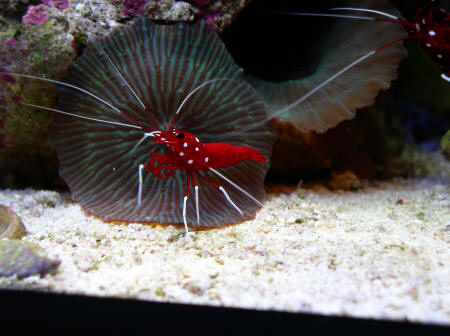Rote Kardinalsgarnele vor einer blau gestreiften Scheibenanemone